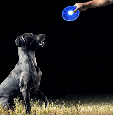 Lysande hundfrisbee – Lek utan gränser, även på natten