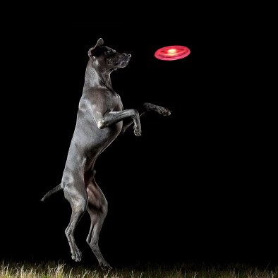 Lysande hundfrisbee – Lek utan gränser, även på natten